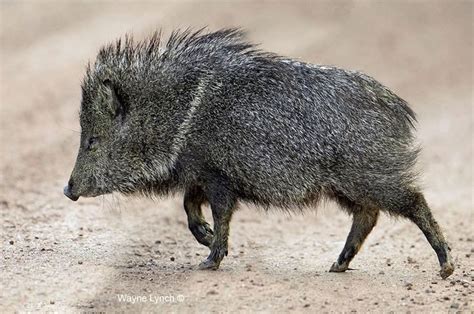 Pin by Nina on Javelina | Javelina, Desert animals, Pig