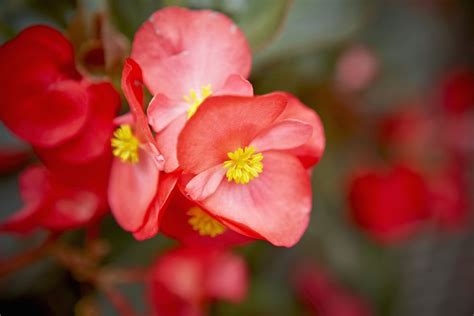 Begonia Flower Family Picture Gallery