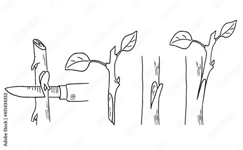 Budding form of grafting. Cutting bud from twig vector illustration ...