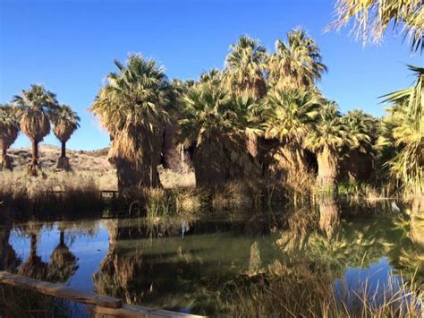 Coachella Valley Preserve | Everything you need to know - Cactus Hugs