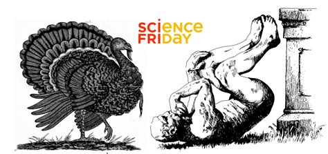 Science Friday day-after-Thanksgiving Ig Nobel Prize special broadcast