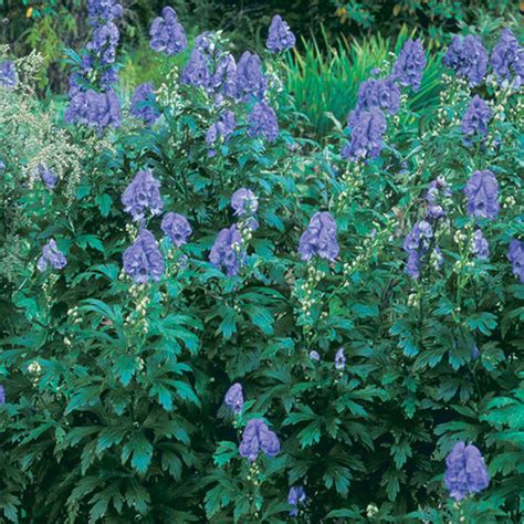 Aconitum - FineGardening