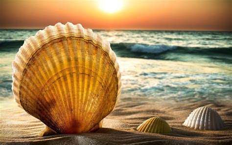 Shells And Sand_ Beach Sea Water - [2880 x 1800]