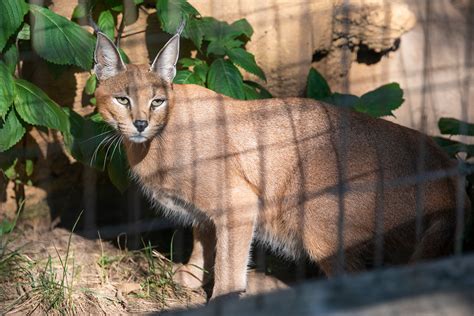 Small Cats | Little Rock Zoo