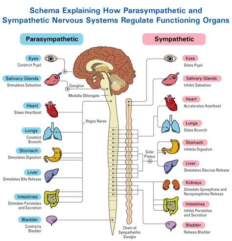 Sympathetic And Parasympathetic Nervous System Similarities - Captions Tempo