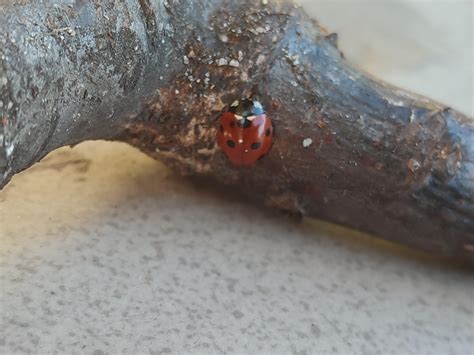 A ladybug with 8 spots! : r/mildlyinteresting