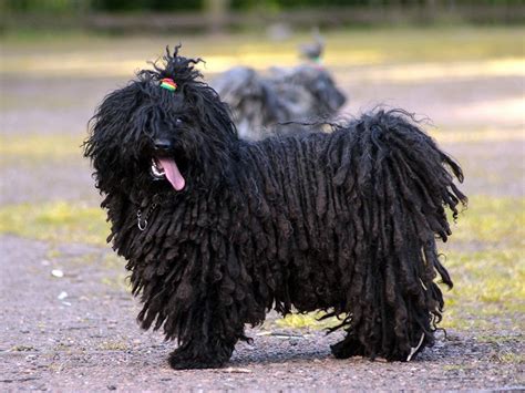 Column: Living with Dogs - THE HUNGARIAN PULI AND KOMONDOR