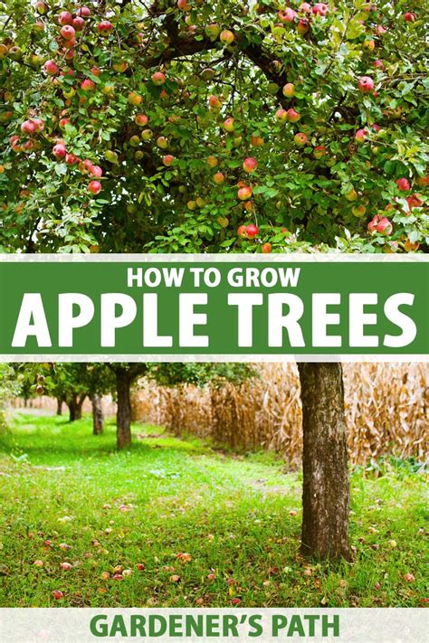 How to Grow and Care for Apple Trees | Gardener’s Path