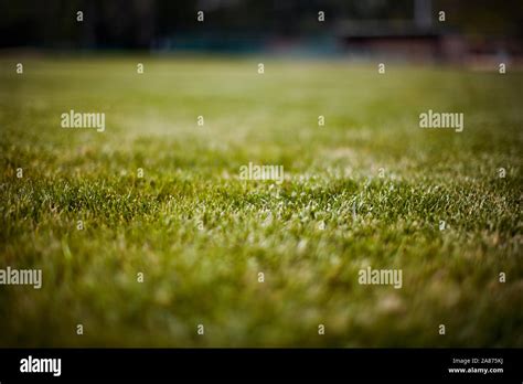 Lush green grass Stock Photo - Alamy