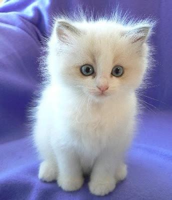 Ragdoll Cats & Kittens: 5 Best Pictures Of Ragdoll Kittens