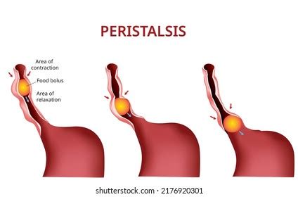 125 Esophagus Peristalsis Images, Stock Photos & Vectors | Shutterstock