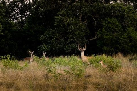 Central Texas Wildlife Conservation | Round Mountain Reserve