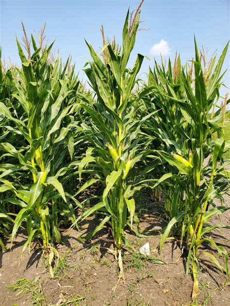 2023 NDSU Corn Hybrid variety trial results now available — Extension and Ag Research News