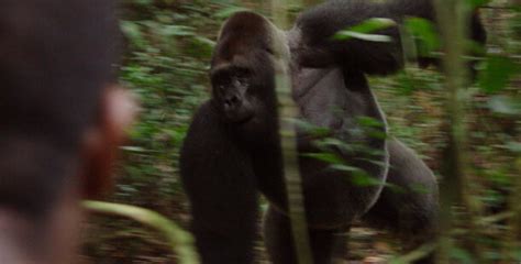 Deep Jungle: The Beast Within | Tracking Gorillas | Nature | PBS