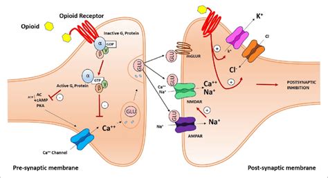 Schematic illustration of an opioid receptor-mediated synaptic pain ...