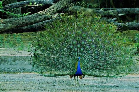 Reasons for choosing peacock as national bird | Fusion – WeRIndia