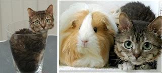 Animals to Make You Smile: Mr. Peebles, World’s Smallest Full Grown Cat