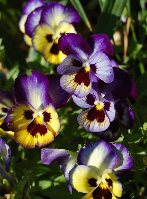 Lovely Heartsease Flower – Beautiful Flower Arrangements and Flower Gardens