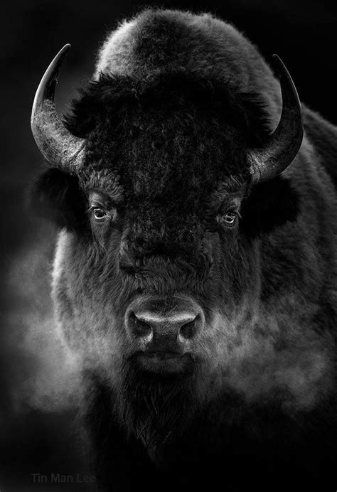 Bison (buffalo is actually not a good name for them), in Yellowstone Park, taken in Black and ...