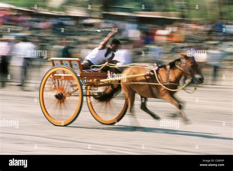 Horse Cart Race , Alibaug beach , Maharashtra , india , asia Stock ...