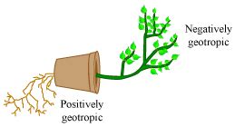 Define geotropism. Draw a labelled diagram of a plant showing geotropic movements of its parts.