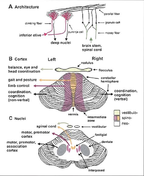 Anatomical and functional organization of the cerebellum: (A) The... | Download Scientific Diagram