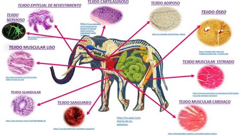 Partes Del Tejido Animal - Dinami