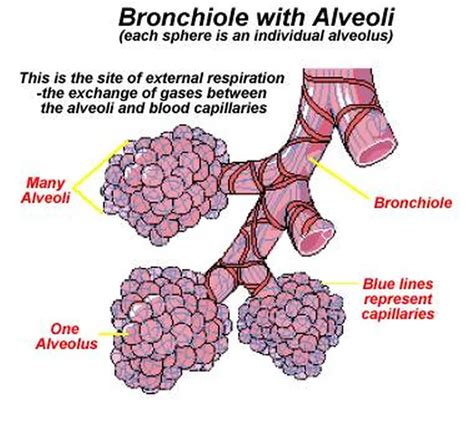 Pictures Of Alveoli