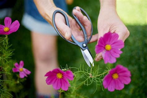 Sentei Garden Scissors - Buy Scissors For Garden Pruning | Niwaki