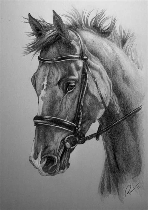 Horse Commission by NutLu on DeviantArt | Pencil drawings of animals ...