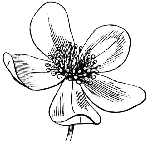 Flower | ClipArt ETC