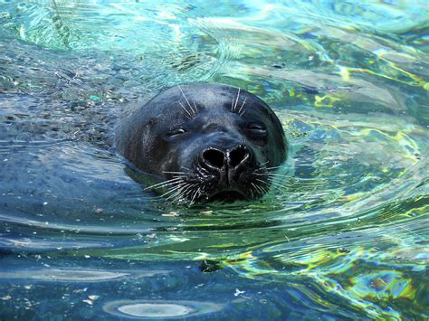 Lone harbor seal swimming in a pool Photograph by Lisa Crawford - Pixels