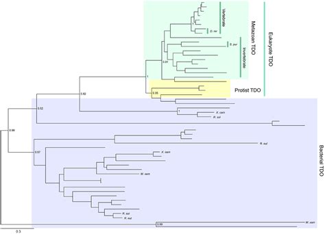 Download free Unrooted Phylogenetic Tree Program software - uniqueblogs