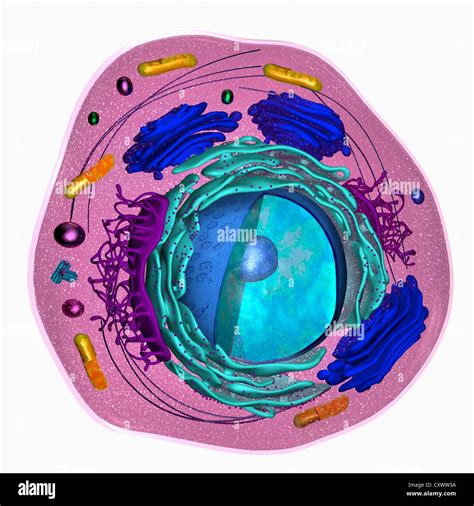 3D model of a eukaryotic cell Stock Photo - Alamy