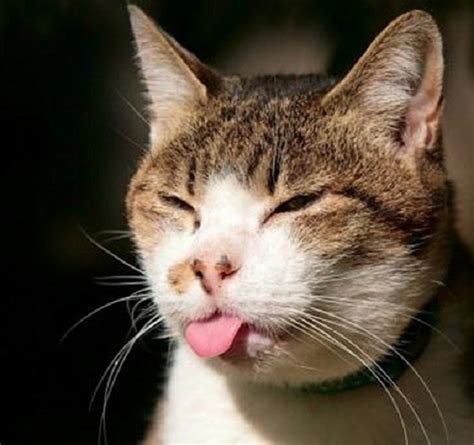 16 Hilarious Pictures of Cats Making Weird Faces - We Love Cat and Kittens