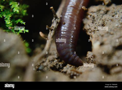 Close up earthworm hi-res stock photography and images - Alamy