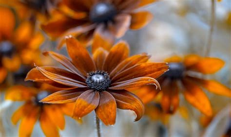 Flowers, summer, gazanie, black, flower, orange HD wallpaper | Pxfuel