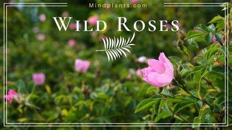 Types of Wild Roses and Identification of the Plant