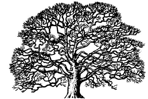 Oak Tree Vector Free Download at Vectorified.com | Collection of Oak Tree Vector Free Download ...