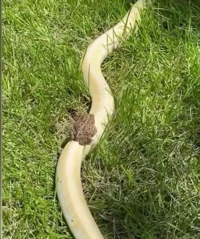 Frog rides snake like a train - Funny | Funny animals, Cute wild animals, Cute reptiles