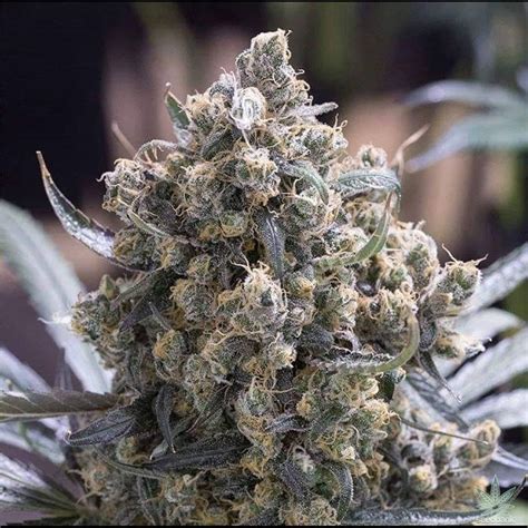 Girl Scout Cookies Seeds | Feminized And Autoflowering GSC Seeds