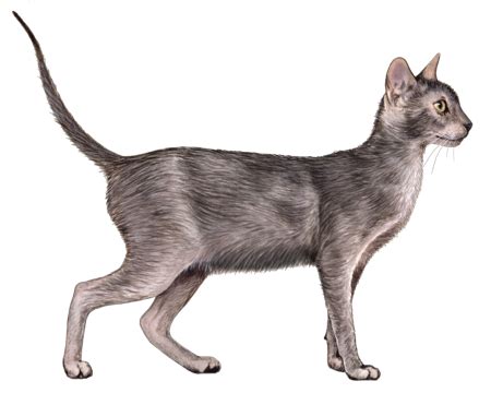 Lykoi Facts - Wisdom Panel™ Cat Breeds