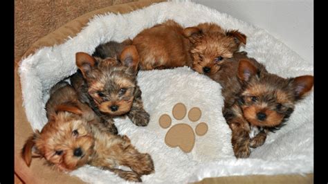 Yorkie Puppies 8 weeks old - YouTube