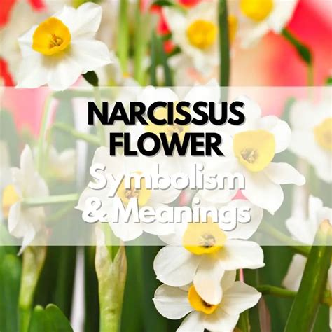 Narcissus Flower: Symbolism, Meanings, and History - Symbol Genie