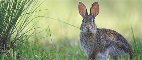 セルヒオ・ rabbit となります