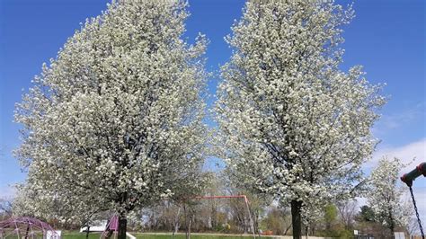 Why you shouldn’t grow Callery/Bradford Pear Trees – GrowIt BuildIT