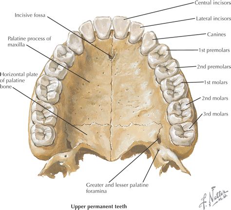 Oral Cavity