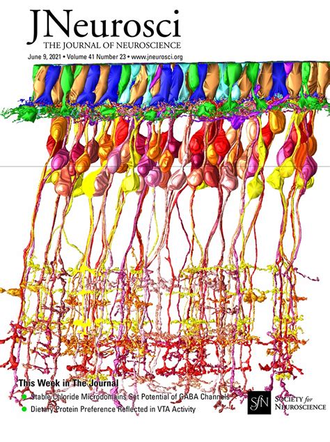 Table of Contents — June 09, 2021, 41 (23) | Journal of Neuroscience