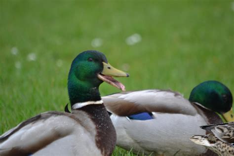 Laughing duck by huskylover6660 on DeviantArt