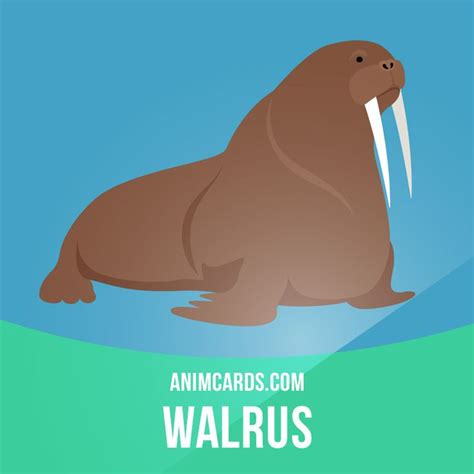 The origin of the word walrus is thought by J.R.R. Tolkien to derive ...